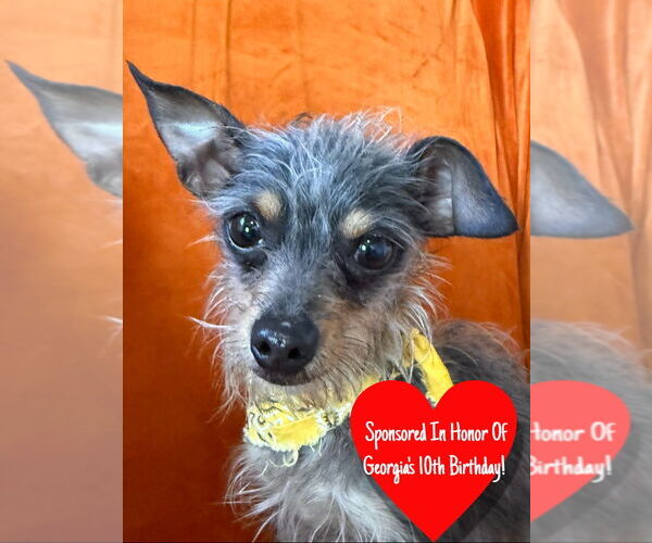 Medium Photo #1 Mutt Puppy For Sale in San Leon, TX, USA