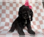 Small #3 Cocker Spaniel