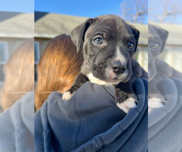 Medium Photo #3 Mutt Puppy For Sale in OKLAHOMA CITY, OK, USA