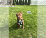 Small #3 American Pit Bull Terrier Mix