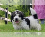 Small #7 Bernedoodle