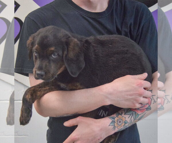 Medium Photo #2 Rottweiler-Unknown Mix Puppy For Sale in Huntley, IL, USA