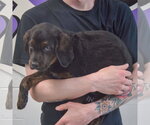 Small #1 Rottweiler Mix