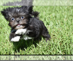Shih Tzu Puppy for sale in PALM COAST, FL, USA