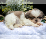 Small Photo #28 Shih Tzu Puppy For Sale in CLARE, MI, USA