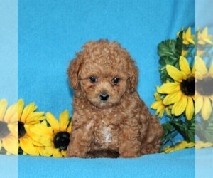 Poodle (Toy) Puppy for sale in PORT DEPOSIT, MD, USA