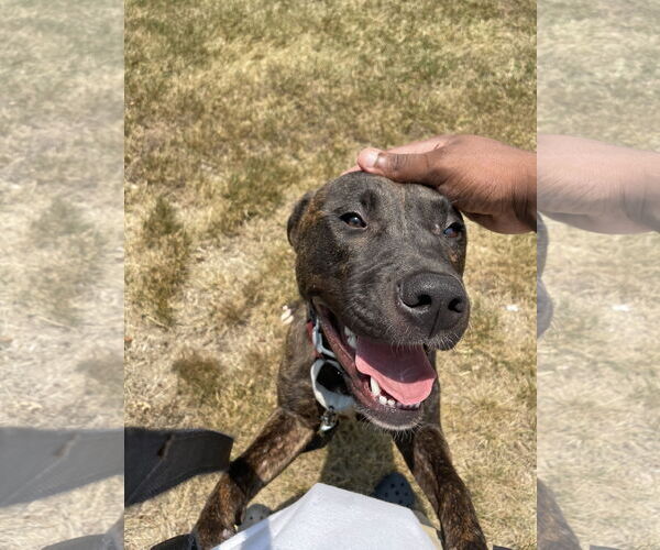 Medium Photo #2 German Shepherd Dog-Unknown Mix Puppy For Sale in COLUMBIA, MD, USA