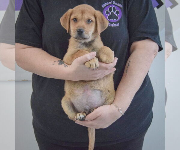 Medium Photo #3 German Shepherd Dog-Unknown Mix Puppy For Sale in Huntley, IL, USA