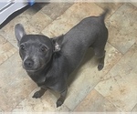 Small Photo #1 Rat Terrier Puppy For Sale in WHITAKERS, NC, USA
