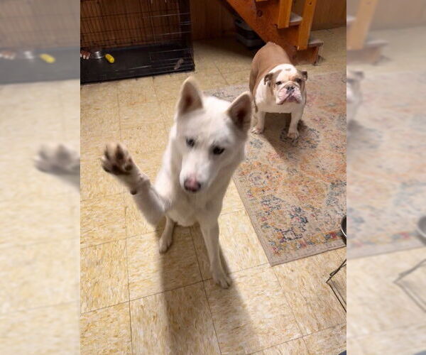 Medium Photo #2 Siberian Husky Puppy For Sale in Mechanicsburg, PA, USA