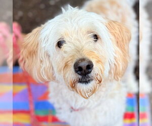 Golden Retriever-Unknown Mix Dogs for adoption in Canton, CT, USA