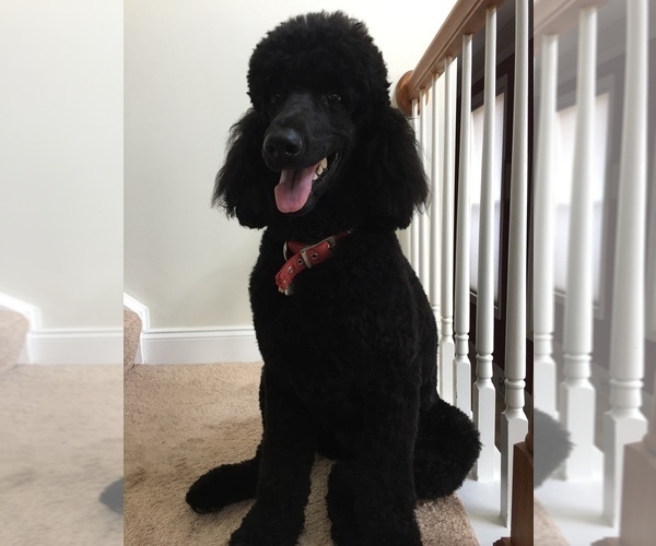 Medium Photo #1 Poodle (Standard) Puppy For Sale in SEWICKLEY, PA, USA