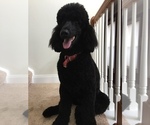 Small Photo #1 Poodle (Standard) Puppy For Sale in SEWICKLEY, PA, USA