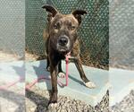 NICHOLAS* - Male Mutt Dog for Adoption - Small photo