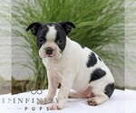 Small #5 Boston Terrier