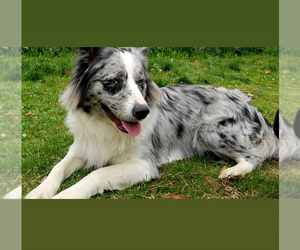 Father of the Australian Shepherd puppies born on 07/15/2025