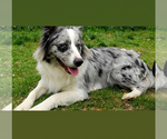 Small Photo #1 Australian Shepherd Puppy For Sale in CONWAY, MA, USA