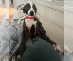 Small #7 Boston Terrier Mix