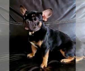 French Bulldog Puppy for sale in ATLANTA, GA, USA