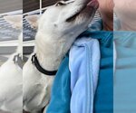 Small Photo #5 Shiba Inu Puppy For Sale in Santa Clarita, CA, USA