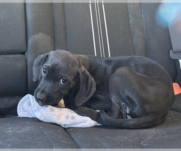 Medium Photo #5 Labrador Retriever-Unknown Mix Puppy For Sale in Sanford, FL, USA