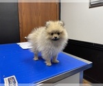Small Photo #2 Pomeranian Puppy For Sale in PERKINS, OK, USA