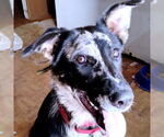 Small Border-Aussie