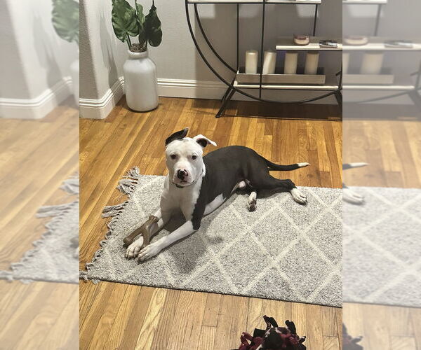 Medium Photo #1 American Pit Bull Terrier-Unknown Mix Puppy For Sale in Dana Point, CA, USA