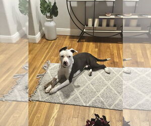 American Pit Bull Terrier-Unknown Mix Dogs for adoption in Dana Point, CA, USA