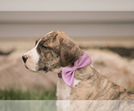 Small Photo #5 Great Dane Puppy For Sale in SYRACUSE, IN, USA