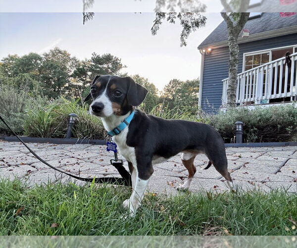 Medium Photo #1 Chihuahua-Unknown Mix Puppy For Sale in Oak Bluffs, MA, USA