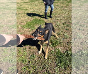 Ricardo - Male Gerberian Shepsky Dog for Adoption - Photo #3