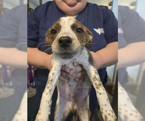 Mutt Dogs for adoption in San Antonio, TX, USA