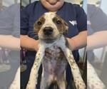 Small Mutt