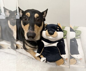 Mutt Dogs for adoption in Fort Collins, CO, USA