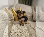 Small #2 Yorkshire Terrier