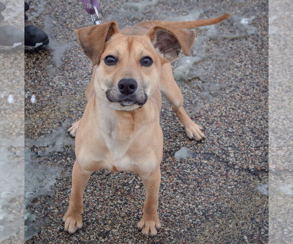 Medium Photo #5 Mutt Puppy For Sale in Huntley, IL, USA