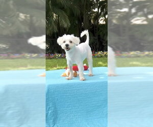 Shih Tzu Dogs for adoption in Weston, FL, USA