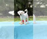 Small Shih Tzu