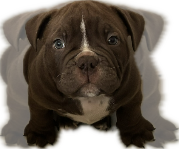 Medium Photo #1 Bulldog Puppy For Sale in OXNARD, CA, USA