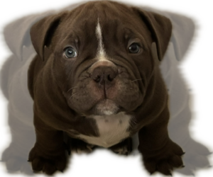 Medium Bulldog