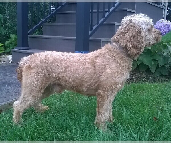 Medium Photo #1 Labradoodle-Poodle (Miniature) Mix Puppy For Sale in FREDERICKSBG, OH, USA
