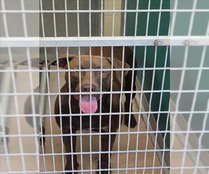 Labrador Retriever-Unknown Mix Dogs for adoption in Texas City, TX, USA