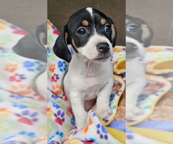 Medium Photo #1 Jack Chi Puppy For Sale in Olalla, WA, USA