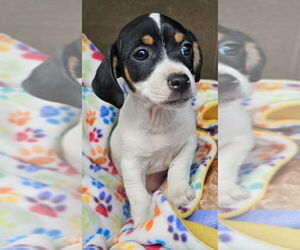 Jack Chi Dog for Adoption in Olalla, Washington USA