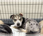 Small #2 Siberian Husky Mix