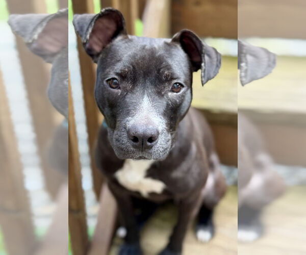 Medium Photo #1 Staffordshire Bull Terrier-Unknown Mix Puppy For Sale in Jefferson, NJ, USA