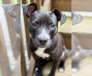 Staffordshire Bull Terrier-Unknown Mix Dogs for adoption in Jefferson, NJ, USA