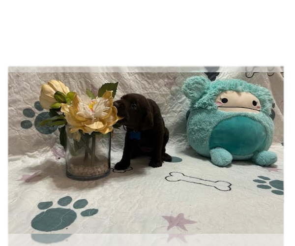 Medium Photo #2 Labrador Retriever Puppy For Sale in WEBSTER, FL, USA
