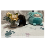 Small #1 Labrador Retriever